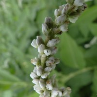 Persicaria orientalis (L.) Spach